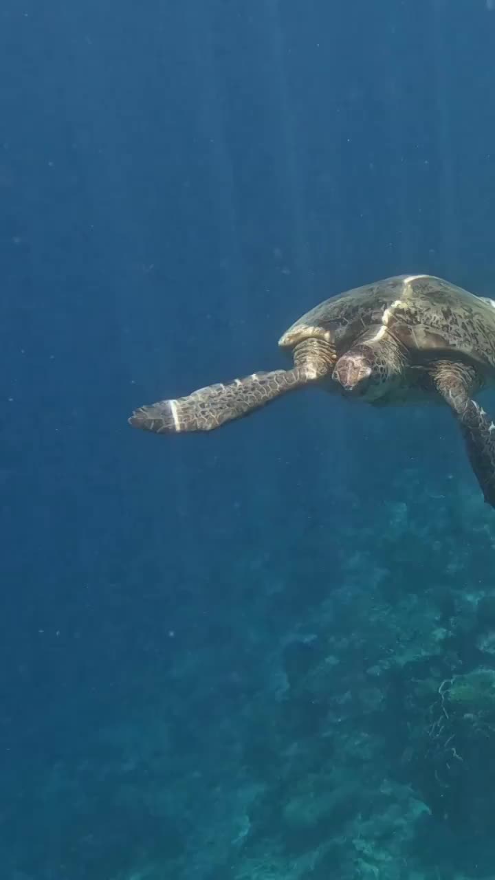 海底游泳的海龟，水下摄影，仙本那潜水，海洋里的生命视频素材