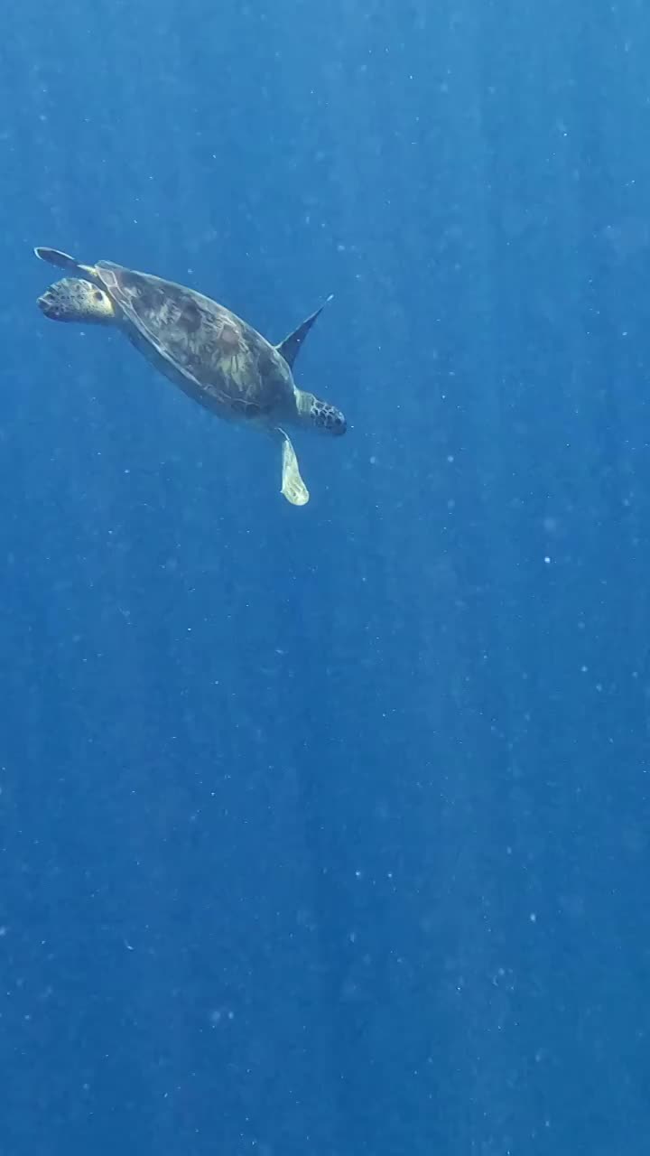 海底游泳的海龟，水下摄影，仙本那潜水，海洋里的生命视频素材