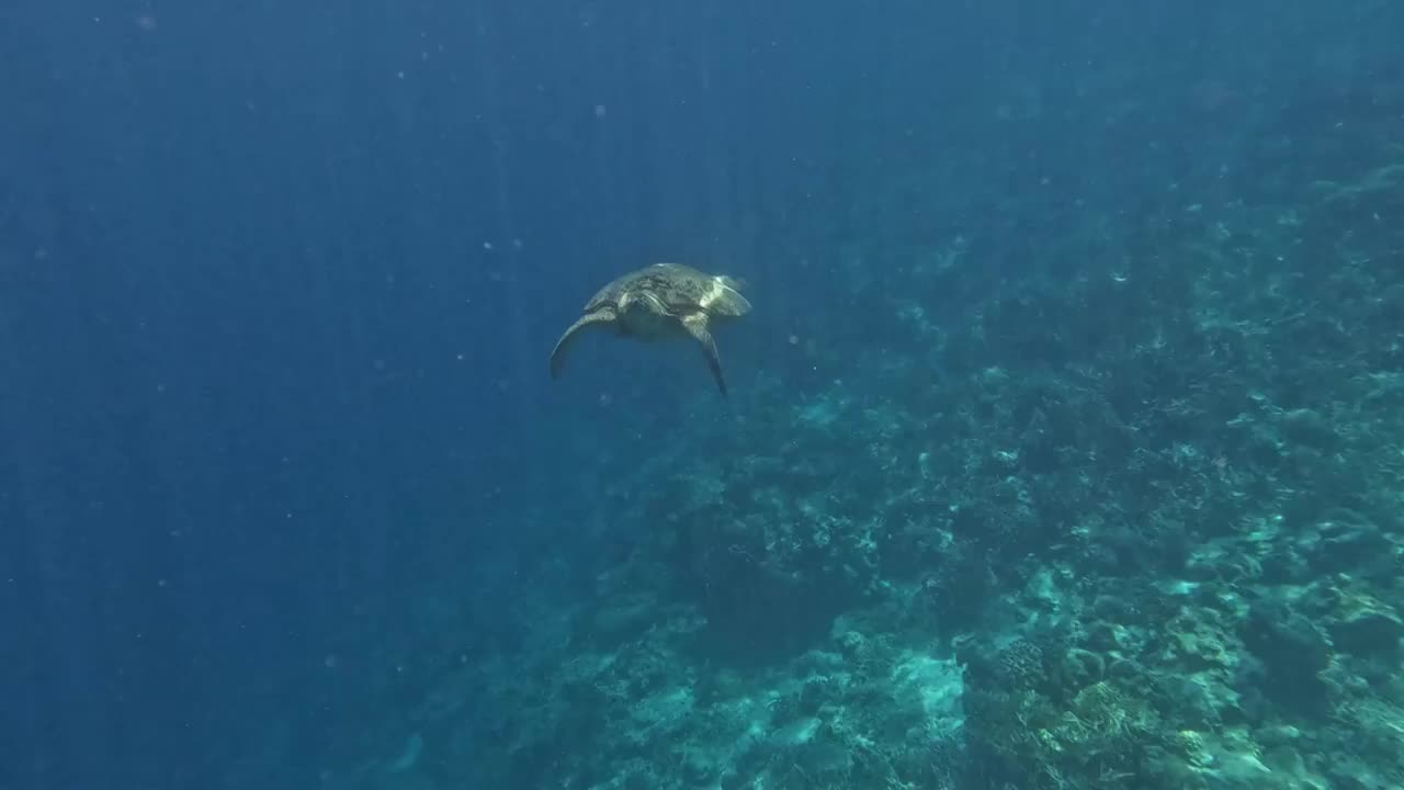 海底游泳的海龟，水下摄影，仙本那潜水，海洋里的生命视频素材