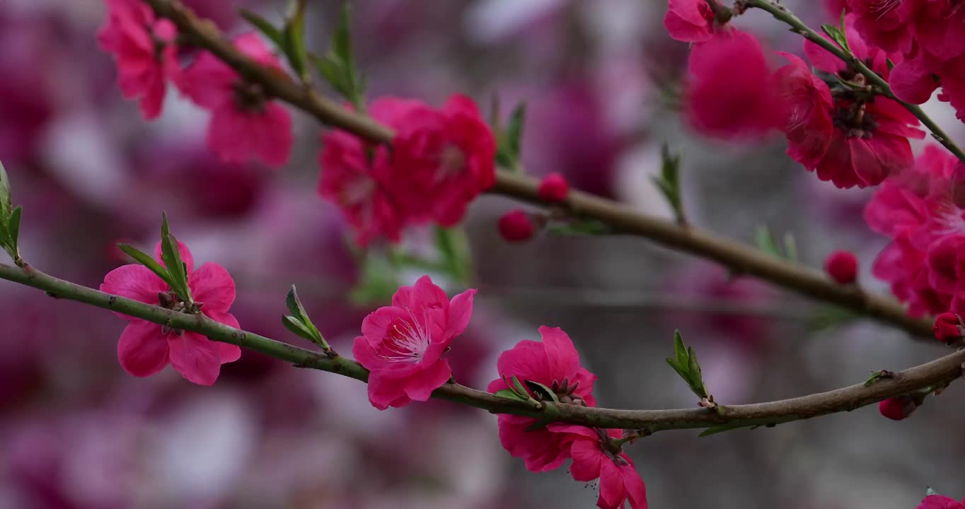 春天盛开的桃花镜头缓慢移动视频素材