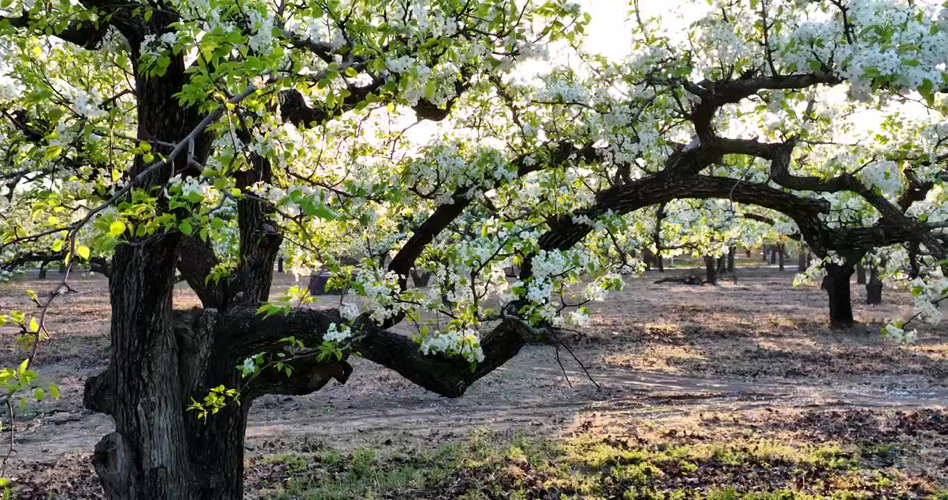 春天逆光下盛开的梨花慢镜头视频素材