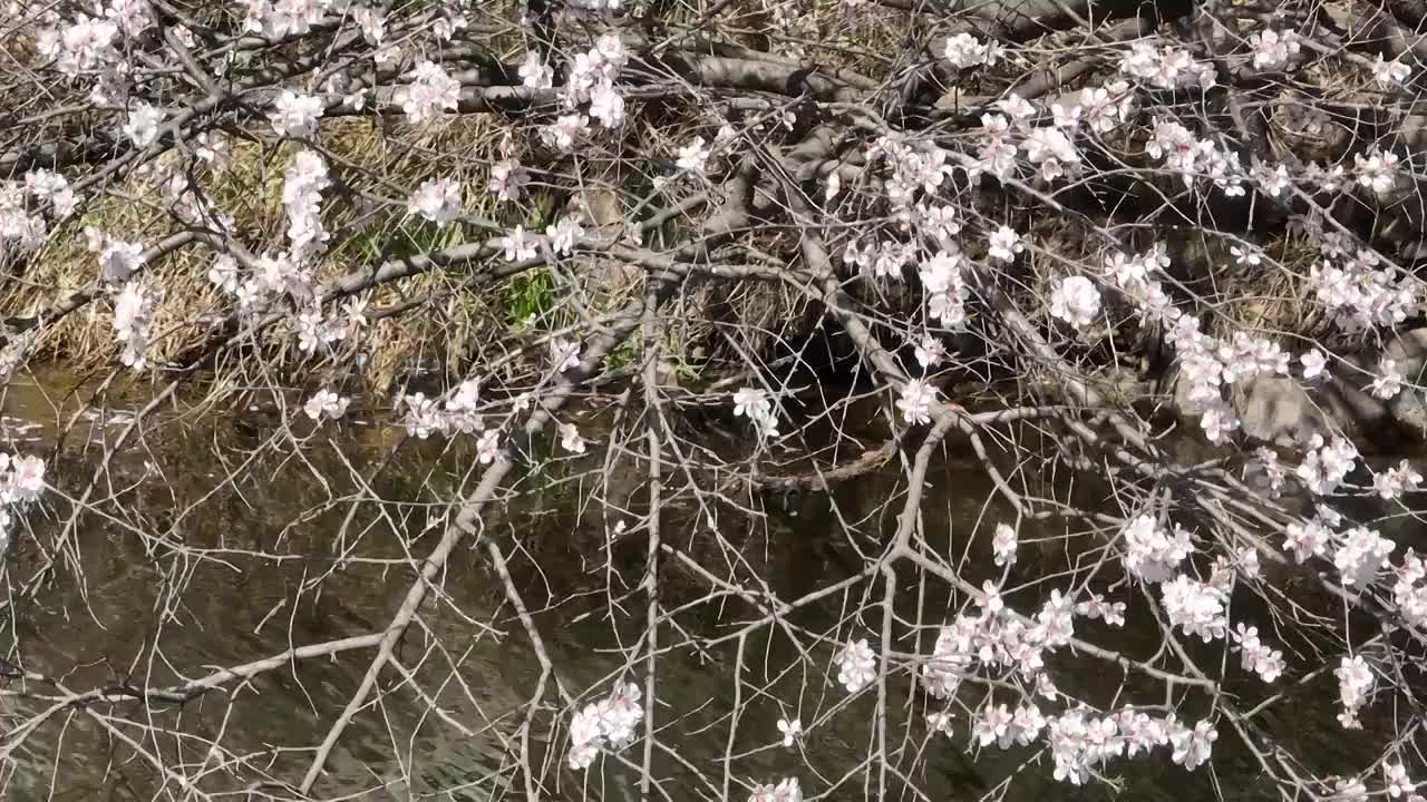 春天湖边山上盛开的山花视频素材