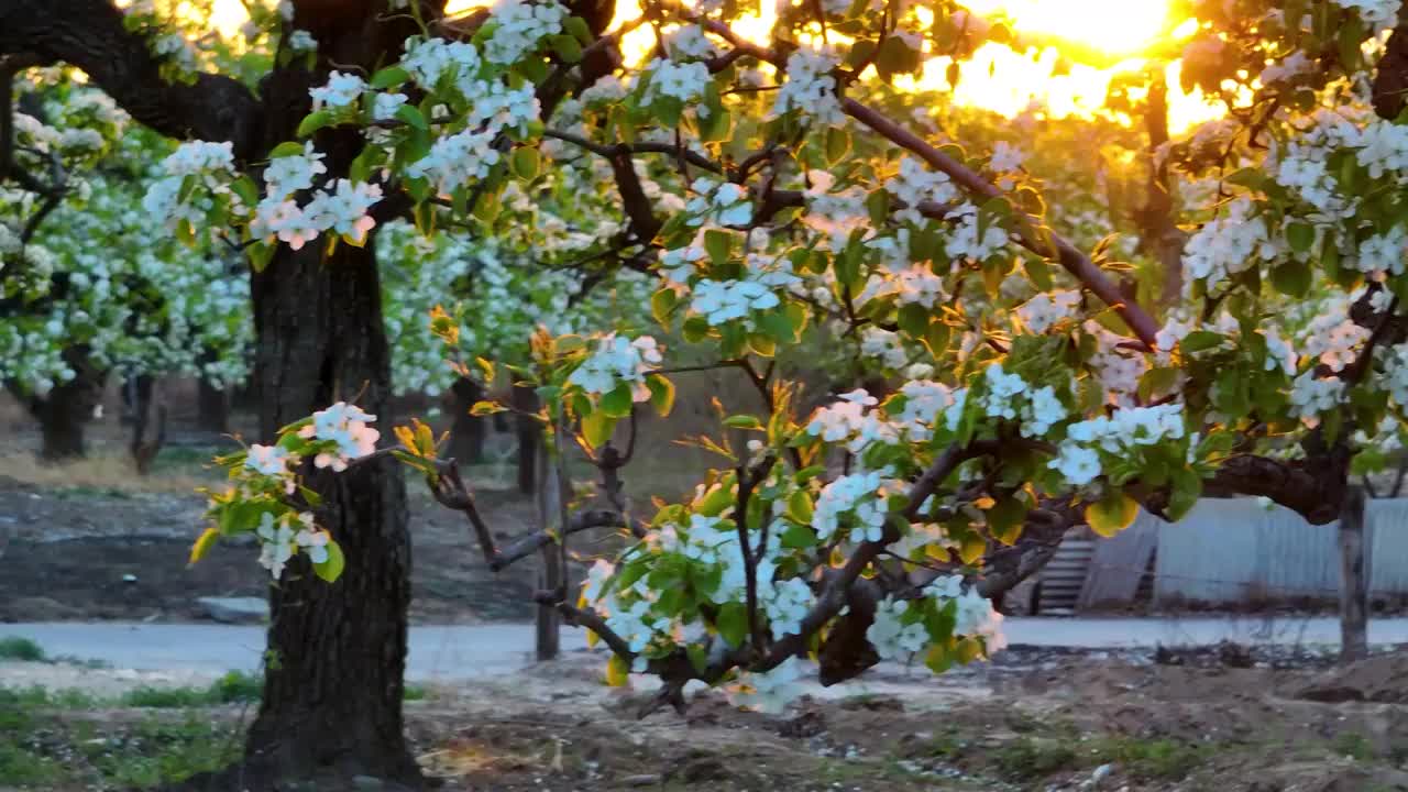 春天果园里逆光下的梨花开满枝头视频素材