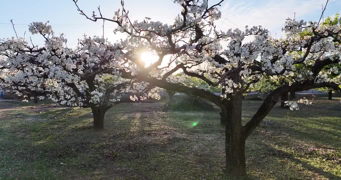 春天果园里逆光下的梨花开满枝头视频素材