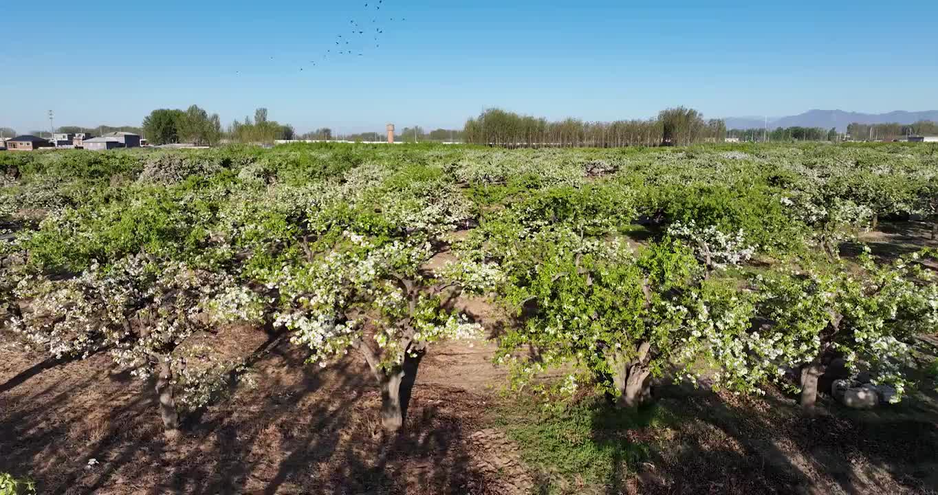 春天果园里的梨花开满枝头视频素材