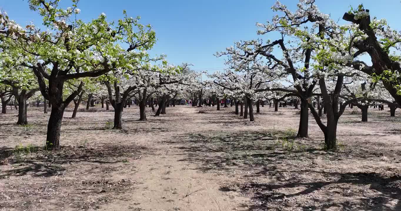 春天果园里的梨花开满枝头慢镜头视频素材