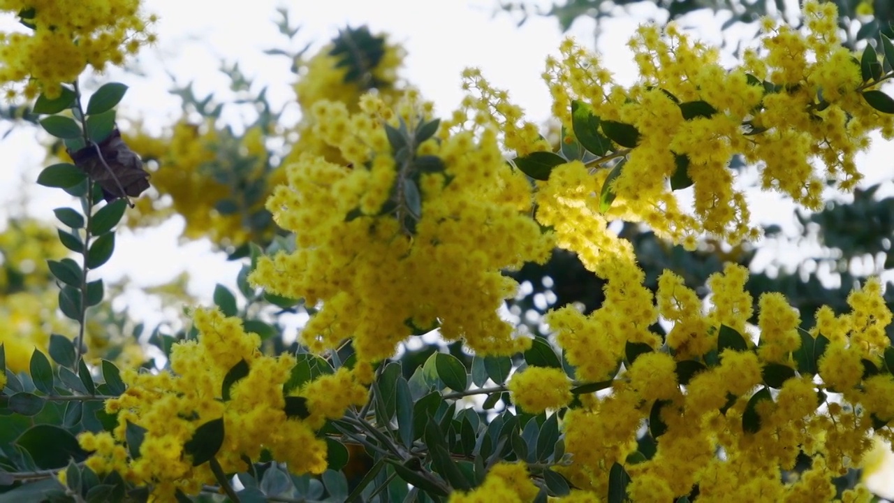 枝头鲜花 圣诞花  银叶金合欢 金黄色花视频素材