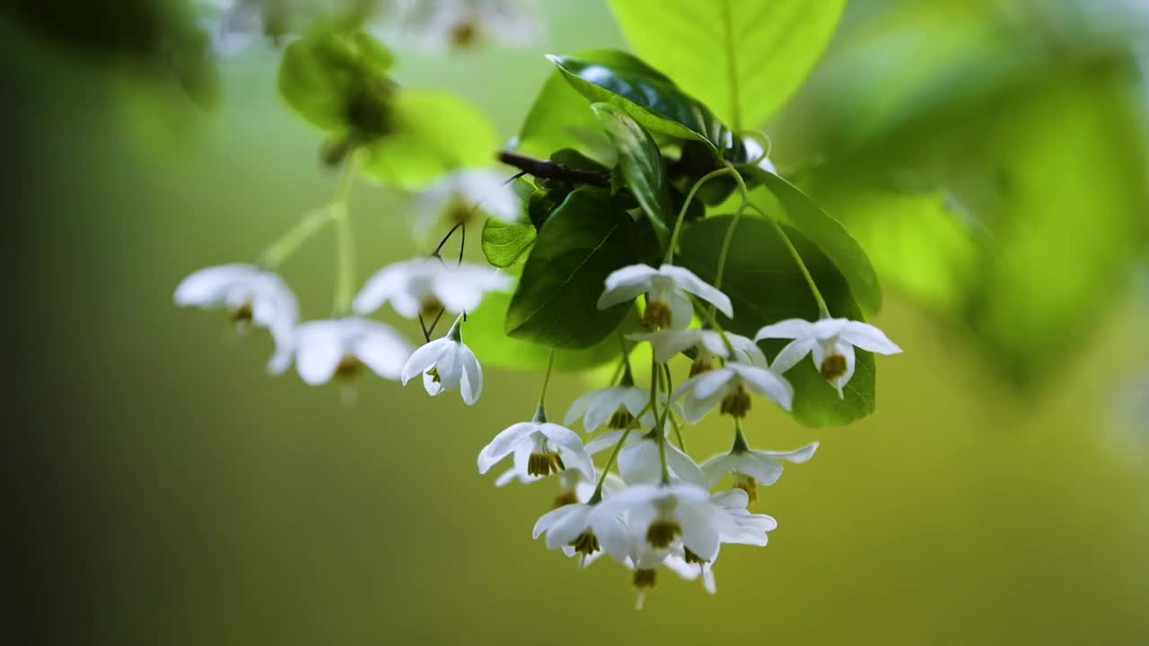 随风摇曳的秤锤花，江苏南京视频素材