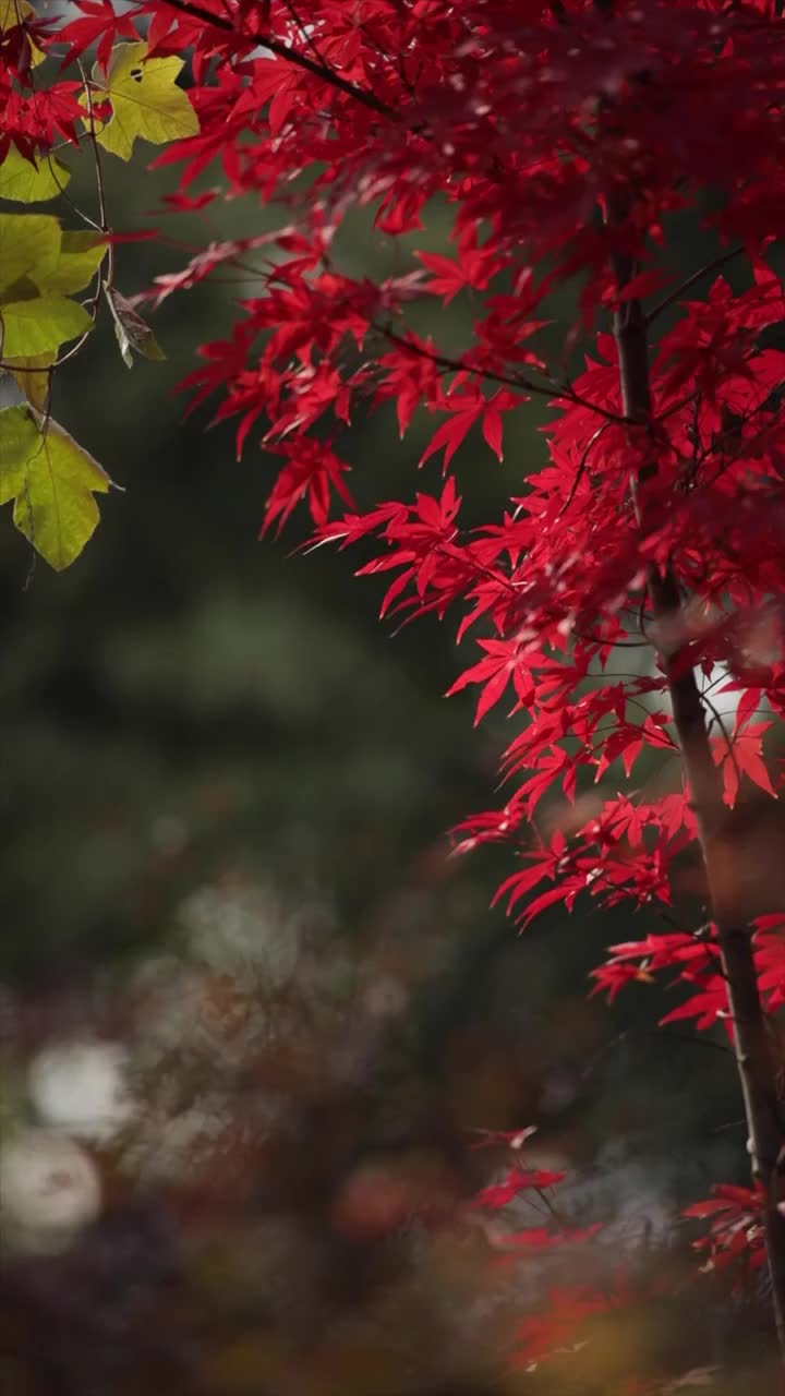 栖霞山枫叶视频素材