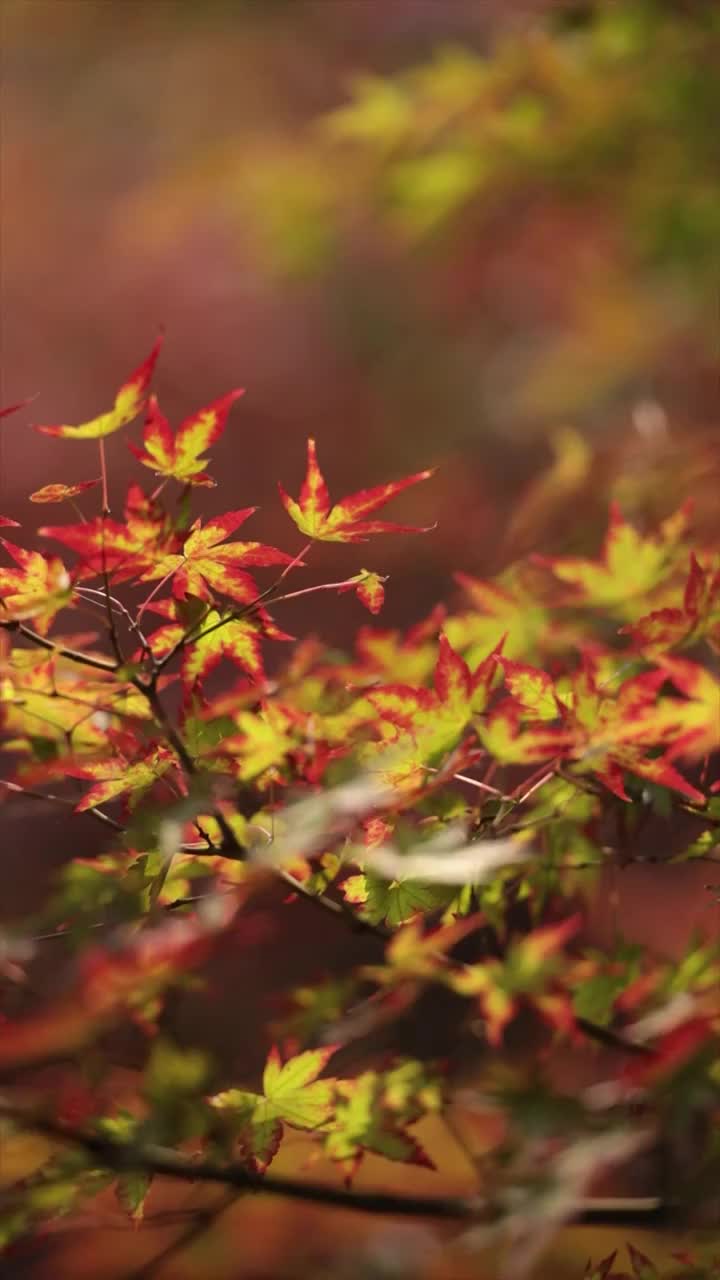 栖霞山枫叶视频素材