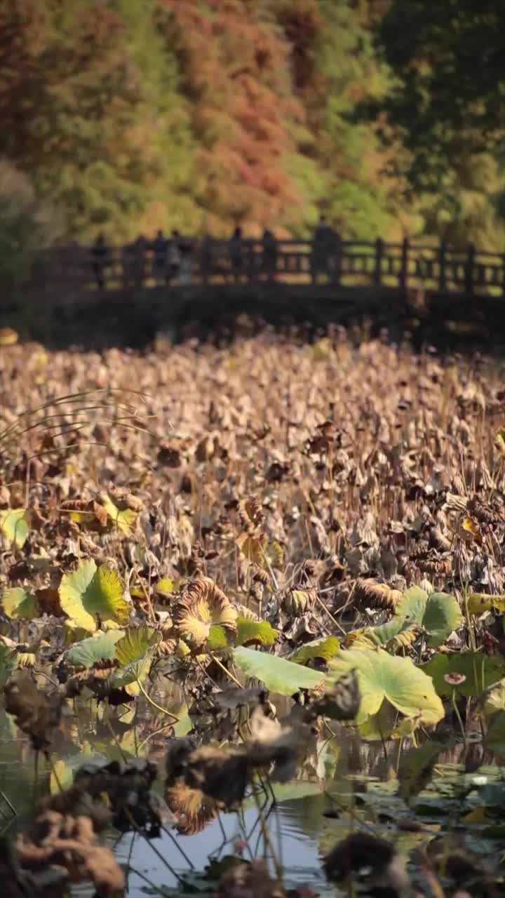 深秋荷塘和桥视频下载