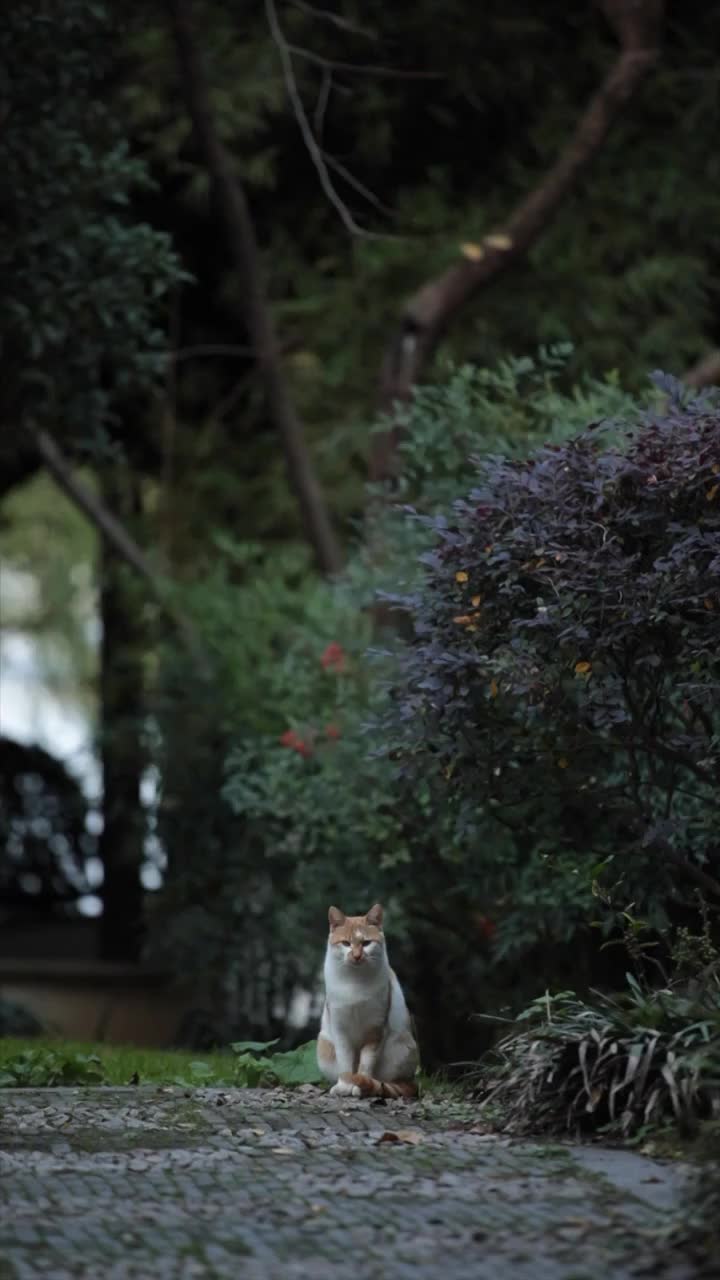 一只安静的小猫视频下载