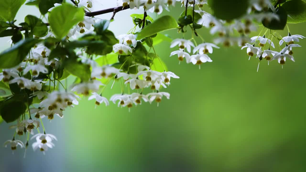 随风摇曳的秤锤花，江苏南京视频素材