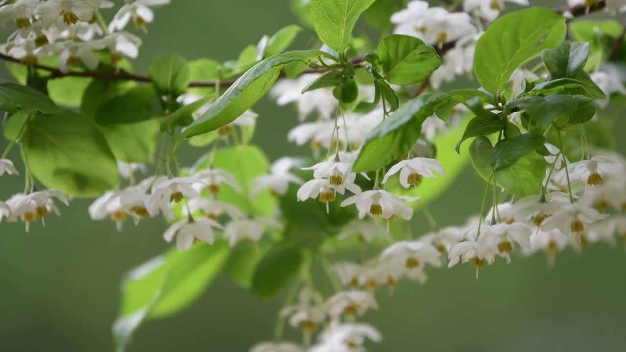 随风摇曳的秤锤花，江苏南京视频素材