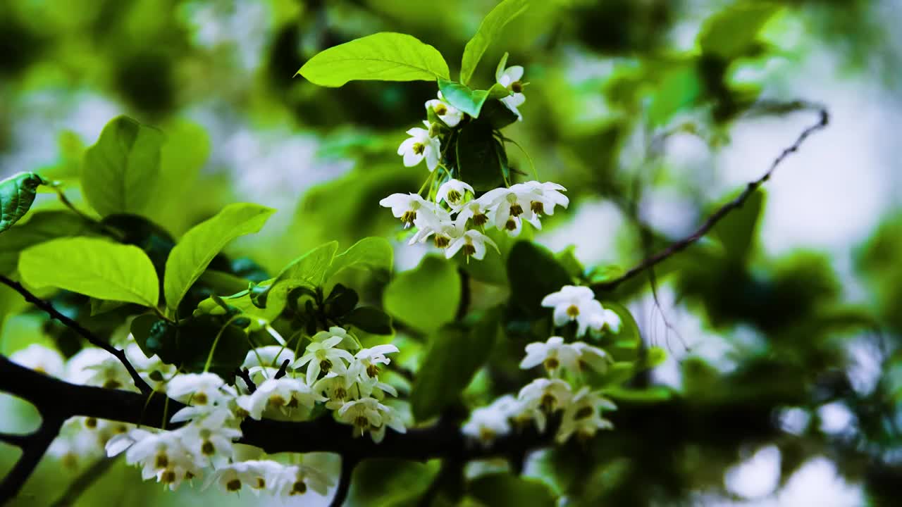 随风摇曳的秤锤花，江苏南京视频素材