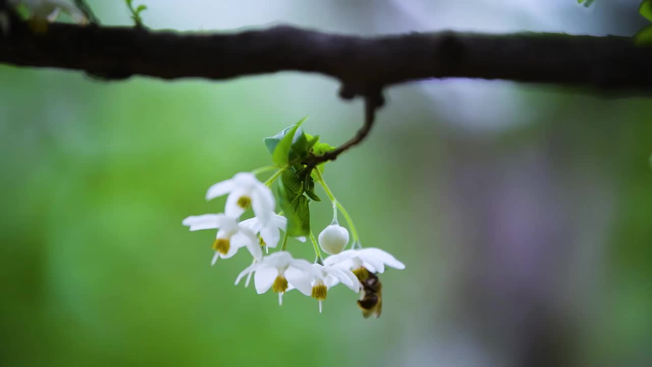 秤锤花和小蜜蜂，江苏南京视频素材