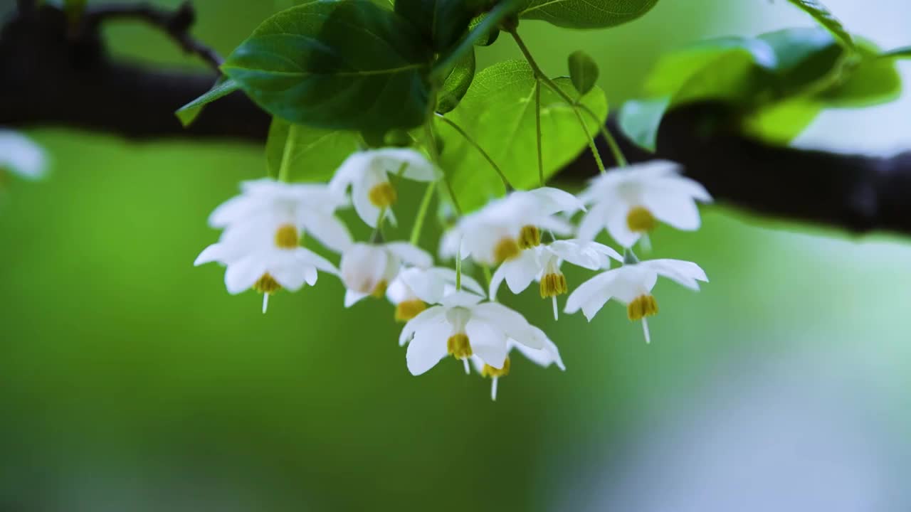 随风摇曳的秤锤花，江苏南京视频素材