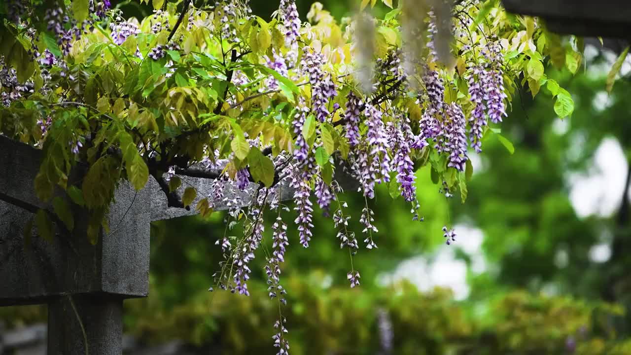 随风摇曳的紫藤花，江苏南京视频素材