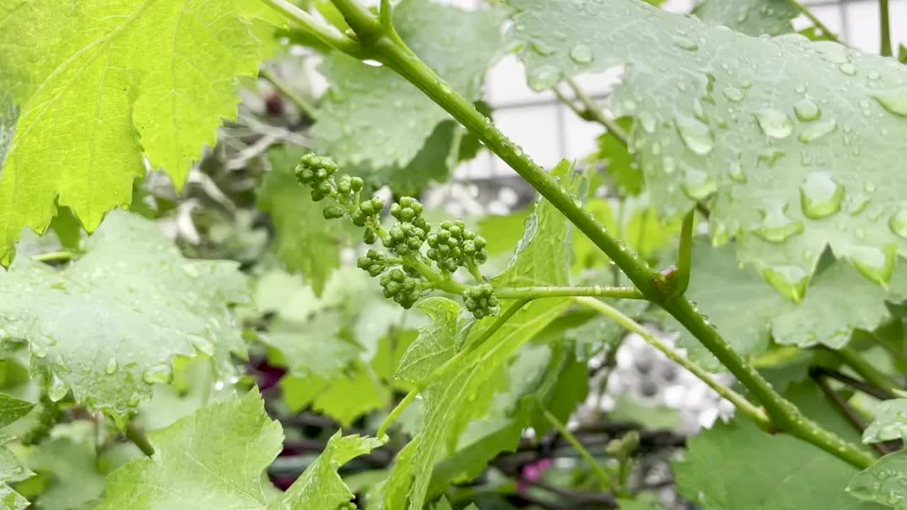 雨中葡萄籽视频素材