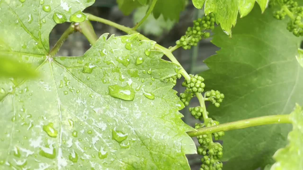 雨中葡萄籽视频素材