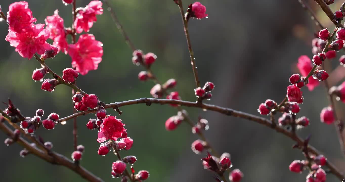 春天盛开的桃花镜头缓慢移动视频素材