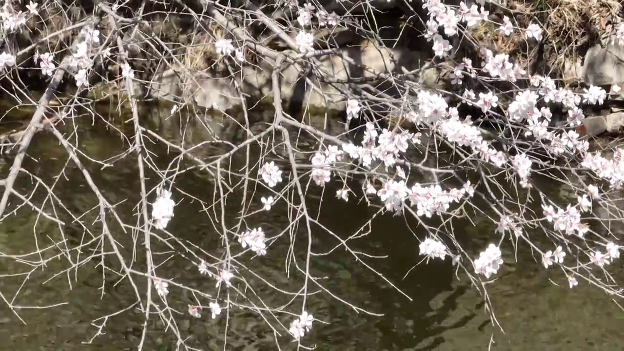 春天湖边山上盛开的山花视频素材