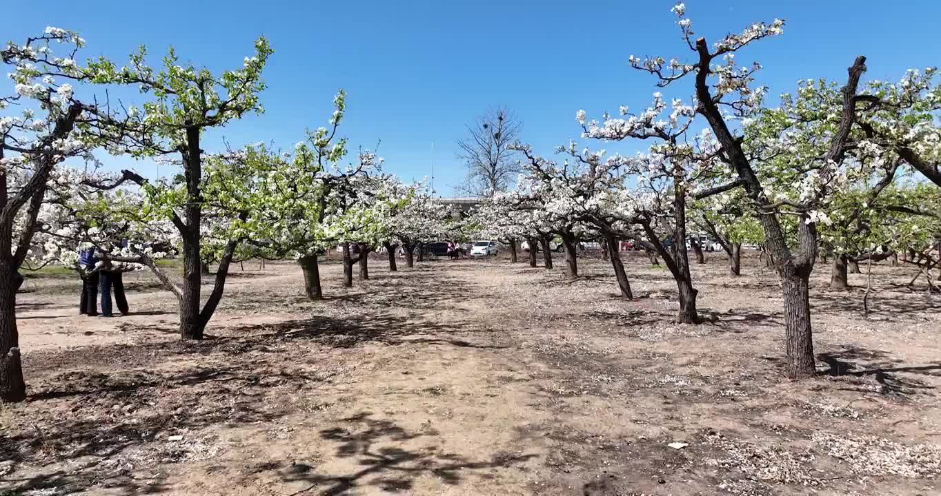 春天果园里的梨花开满枝头视频素材