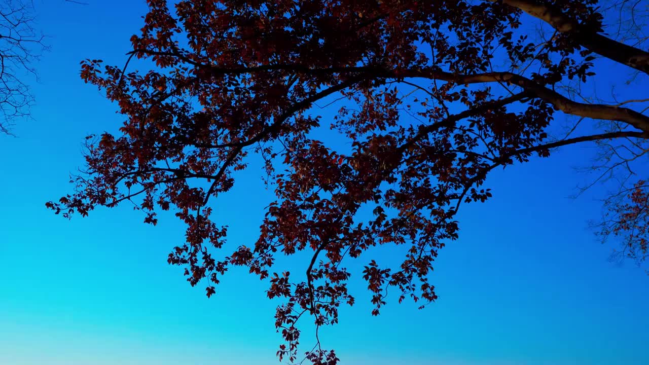 夕阳照耀下的高楼大厦视频素材