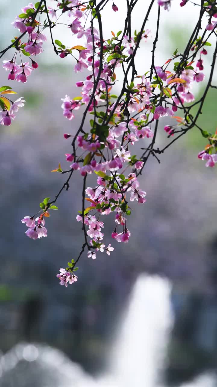 随春风摇曳的垂丝海棠花，江苏南京视频素材