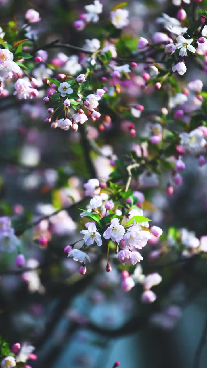 随春风摇曳的海棠花，江苏南京视频素材