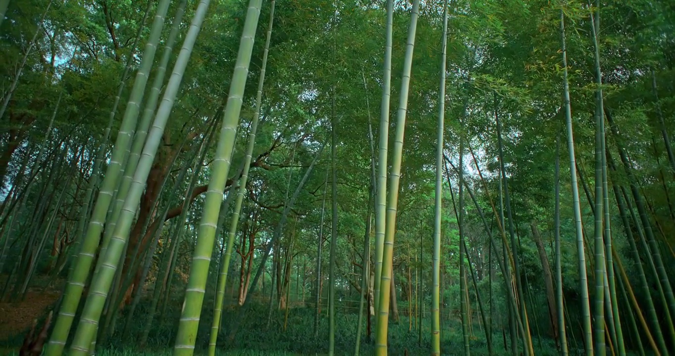 翠绿色的竹林视频素材