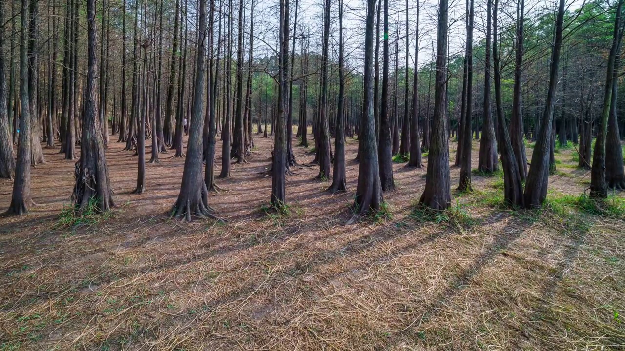 广州番禺大夫山森林公园落羽杉树林阳光阴影延时视频素材