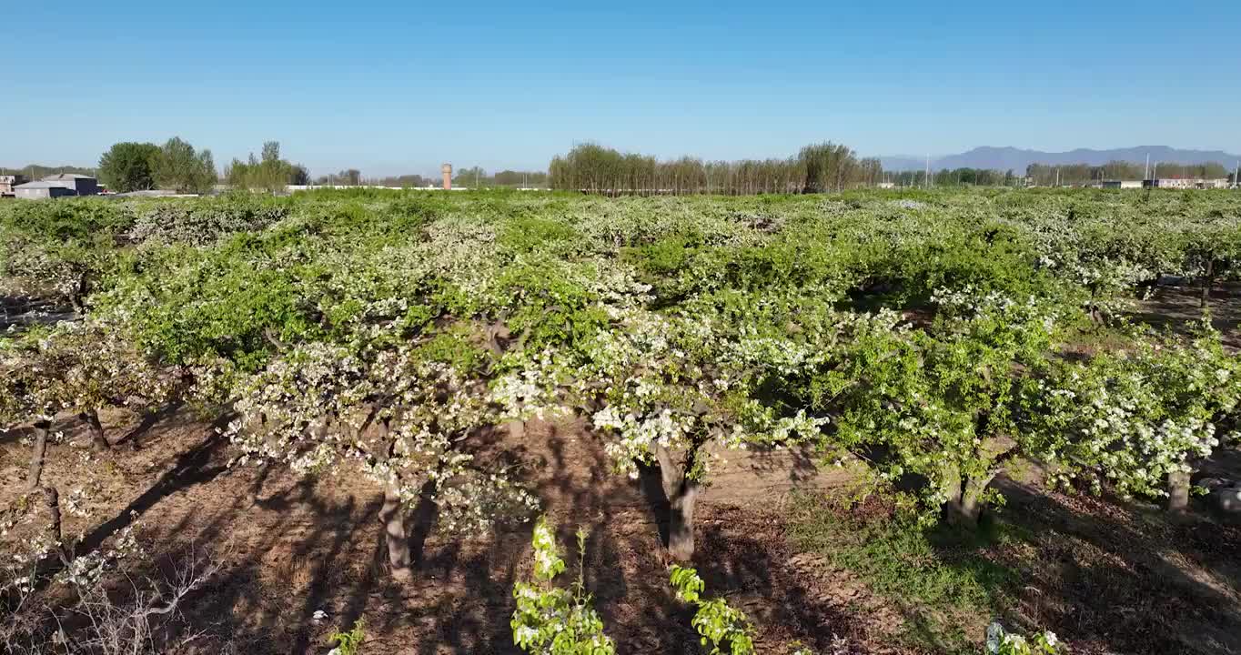 春天果园里的梨花开满枝头视频素材