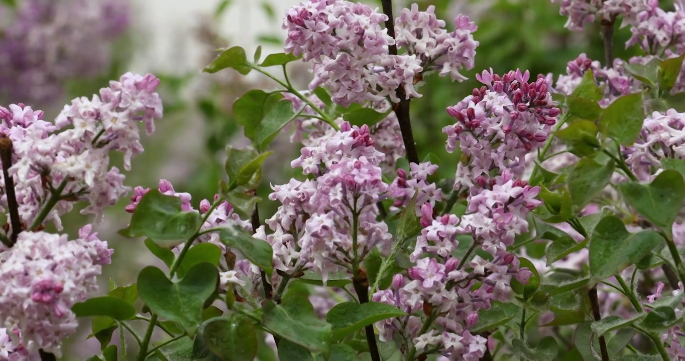 春天公园里盛开的丁香花视频素材