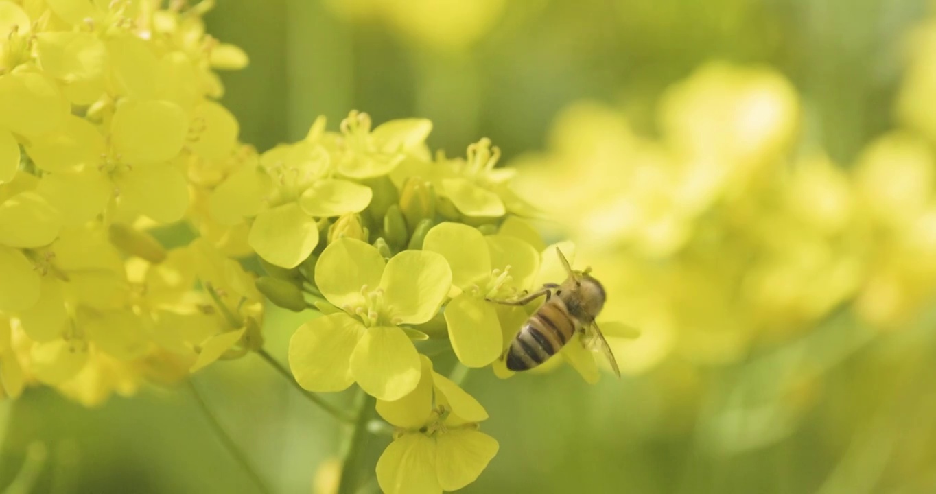 【4K120帧】春天的油菜花视频素材