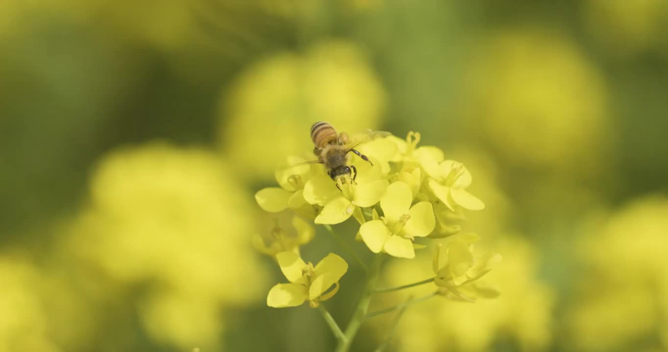 【4K120帧】春天的油菜花视频素材