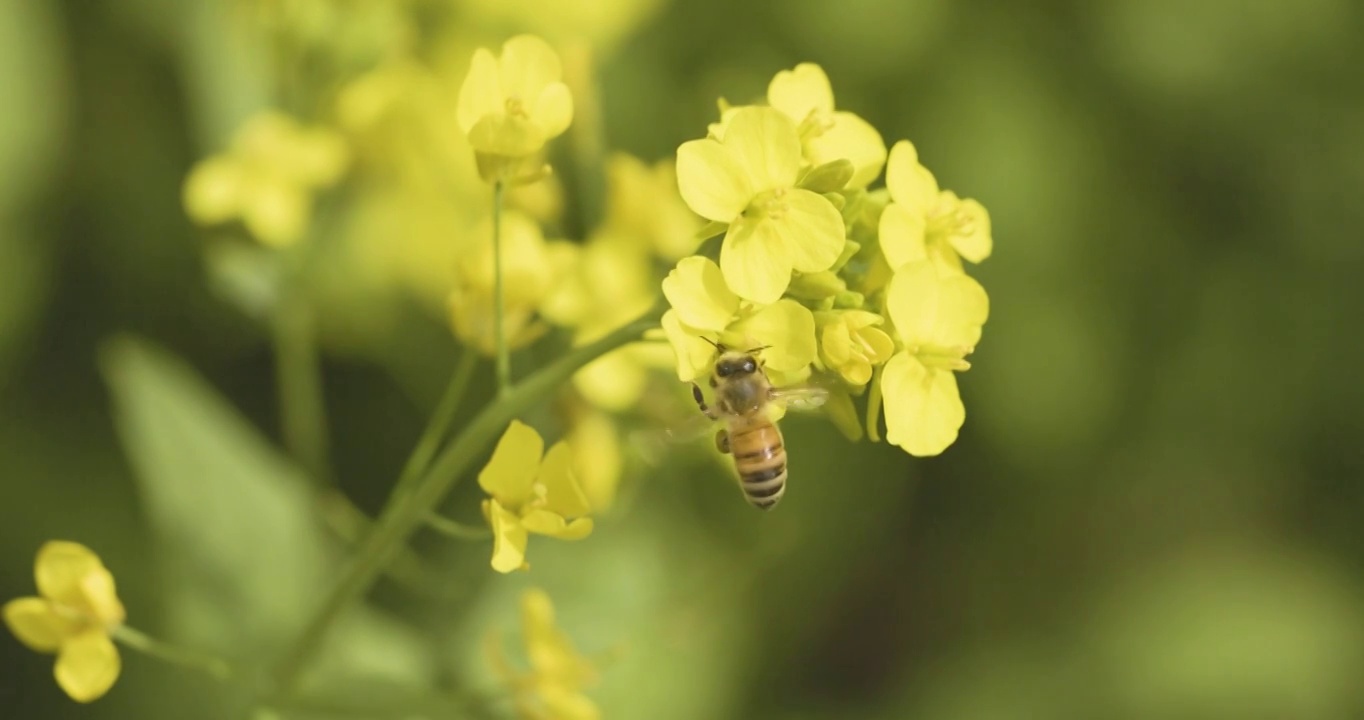 【4K120帧】春天的油菜花视频素材