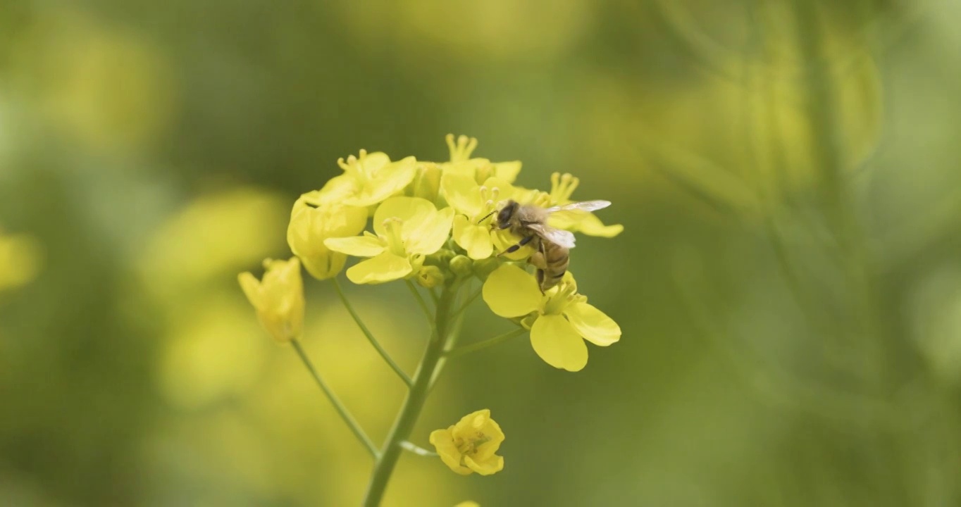 【4K120帧】春天的油菜花视频素材