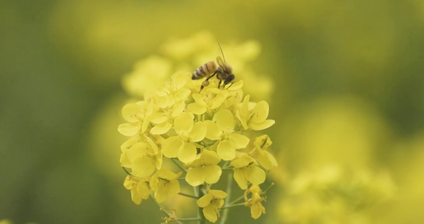 【4K120帧】春天的油菜花视频素材