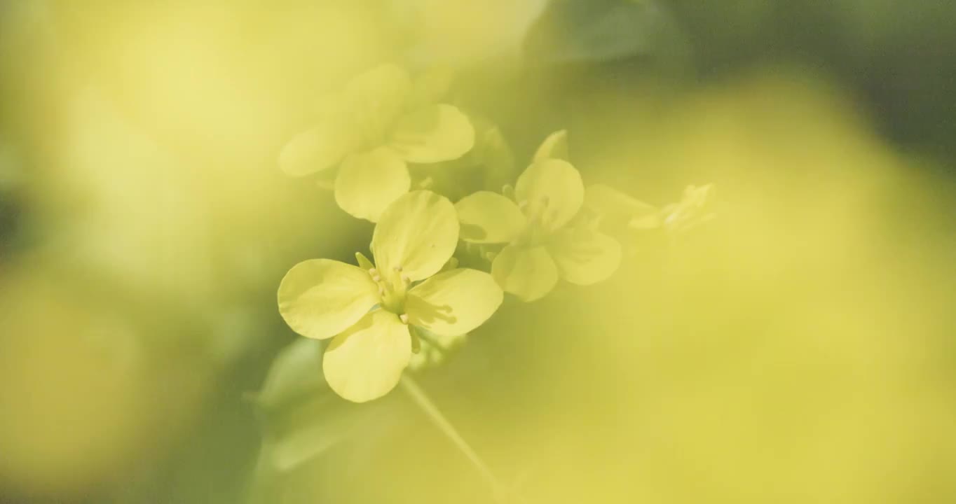 【4K120帧】春天的油菜花视频素材