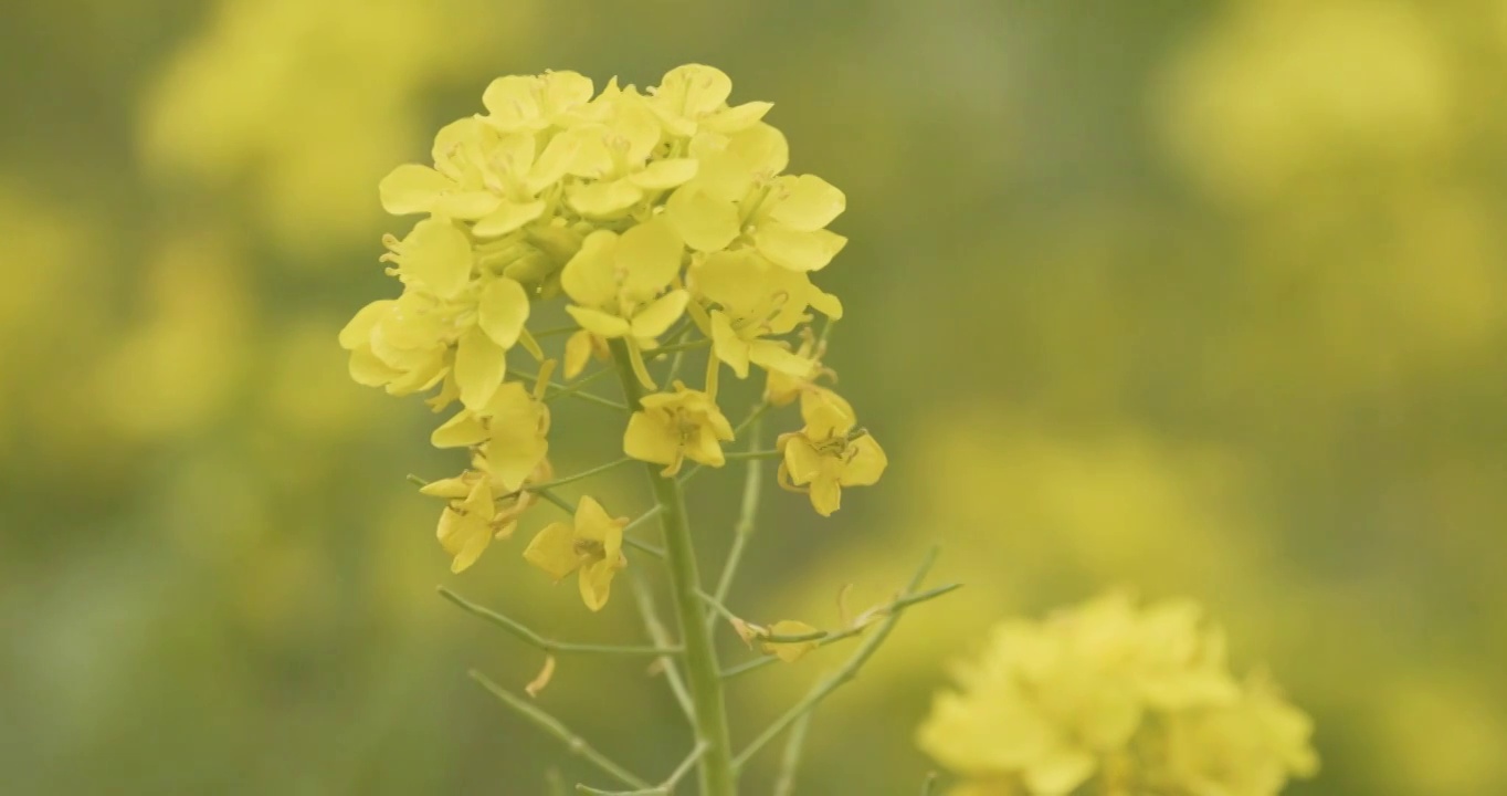 【4K120帧】春天的油菜花视频素材