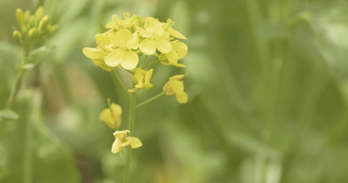 【4K120帧】春天的油菜花视频素材