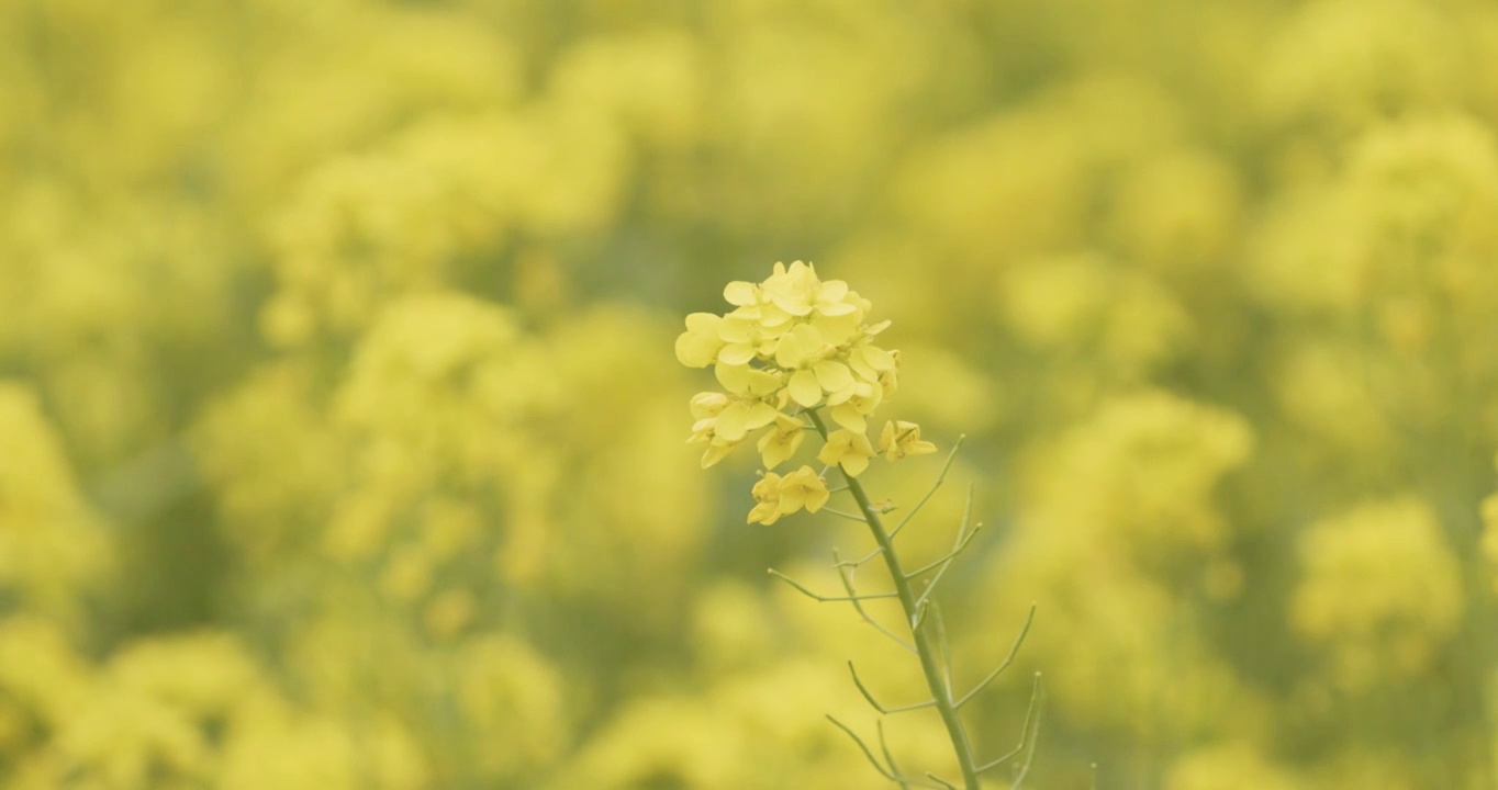 【4K120帧】春天的油菜花视频素材