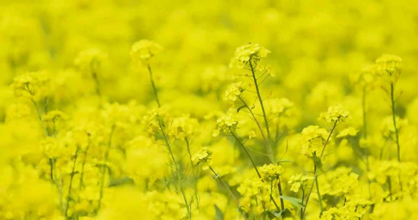 【4K120帧】春天的油菜花视频素材