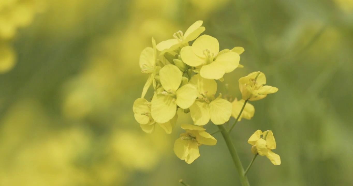 【4K120帧】春天的油菜花视频素材