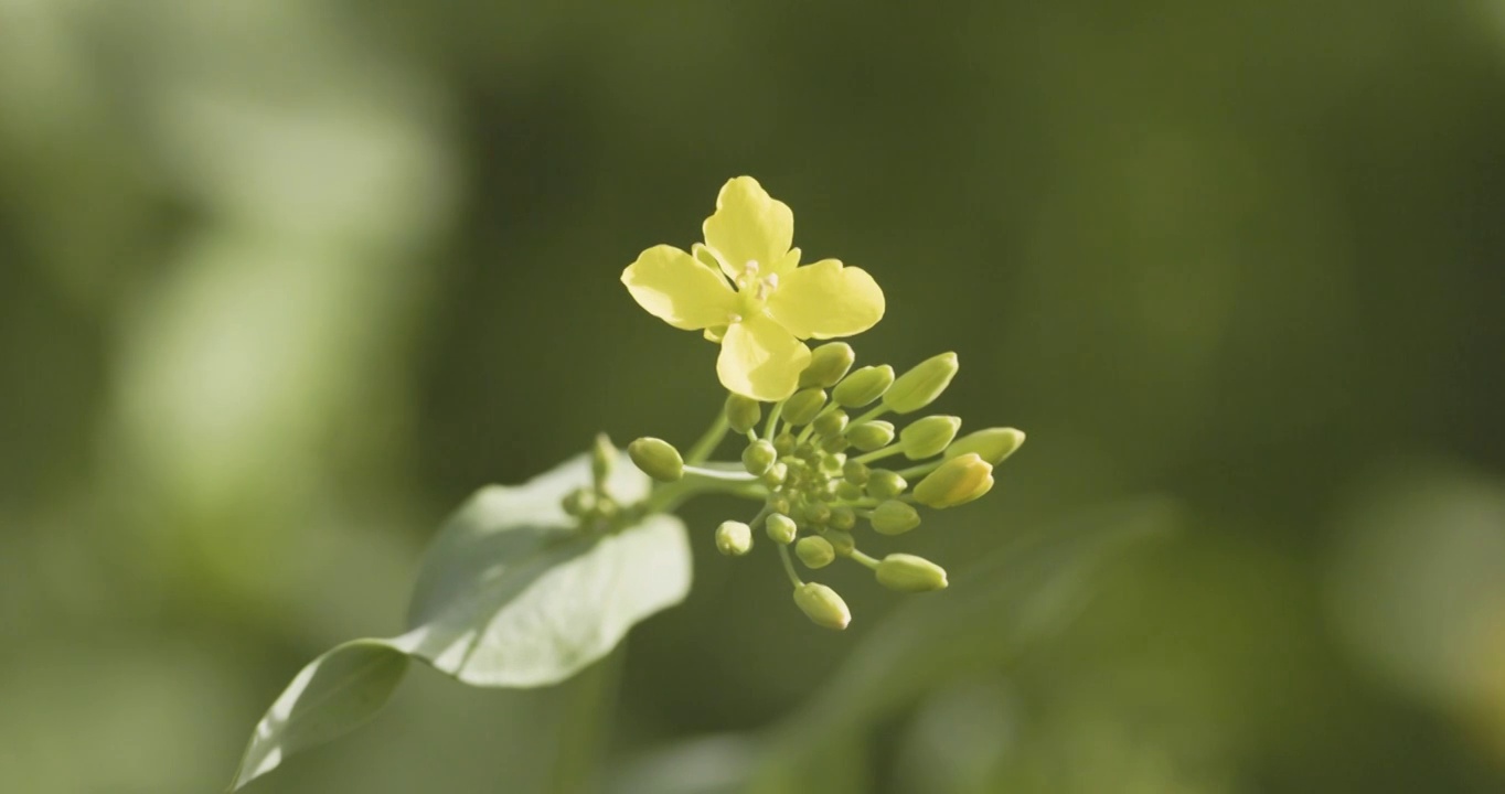 【4K120帧】春天的油菜花视频素材