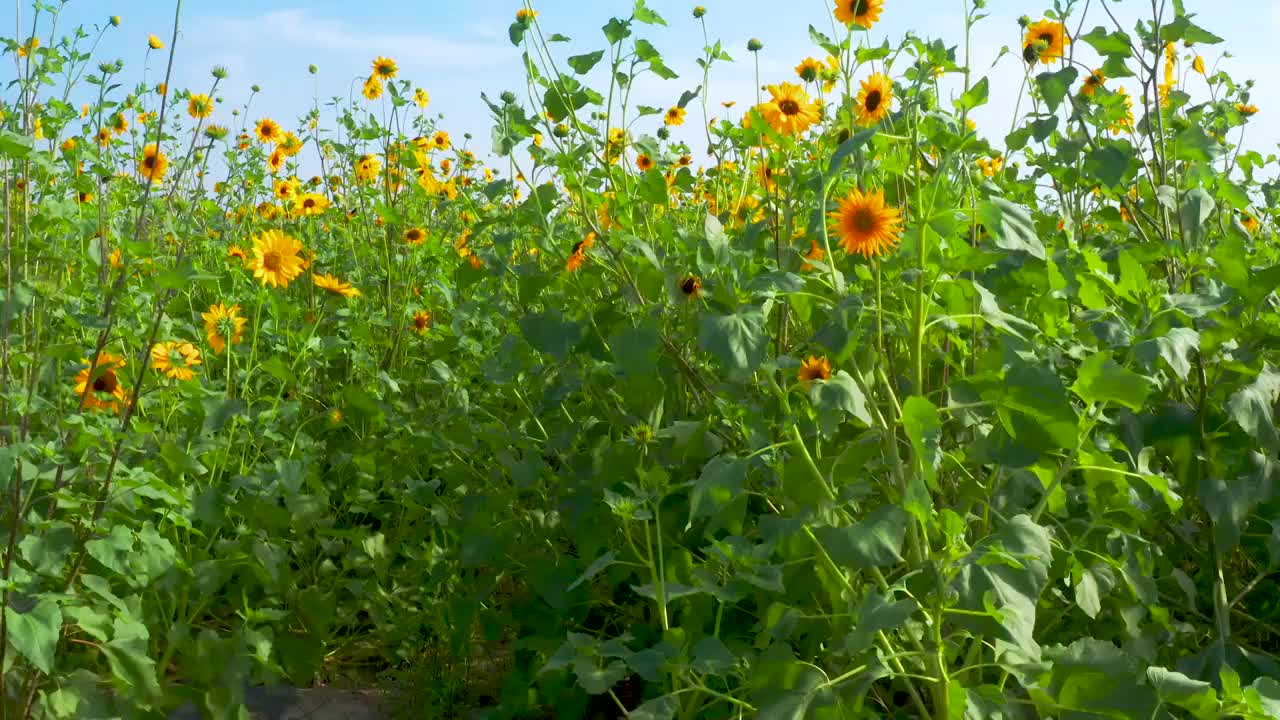 合集_向日葵花海4K航拍（合集）视频素材