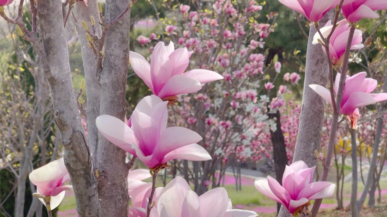 玉兰花视频素材