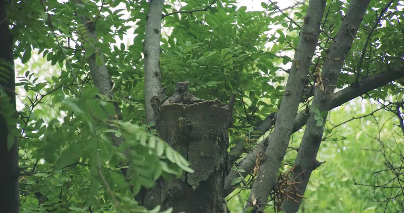 合集_鸟儿喂食4K慢动作视频素材