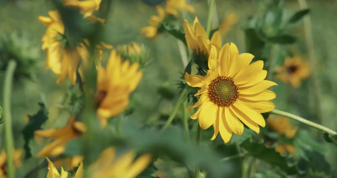 向日葵绿色植物慢动作4K（合集）视频素材